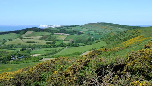 A summer view over Mottistone Common Down with green hills, yellow gorse and blue sea and sky